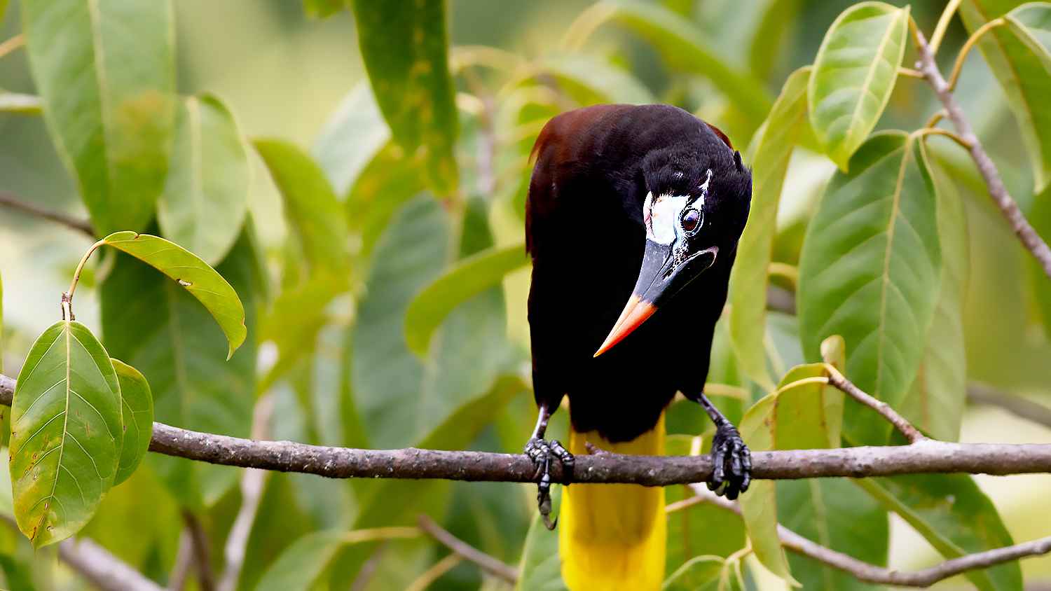 Montezuma Oropendola
